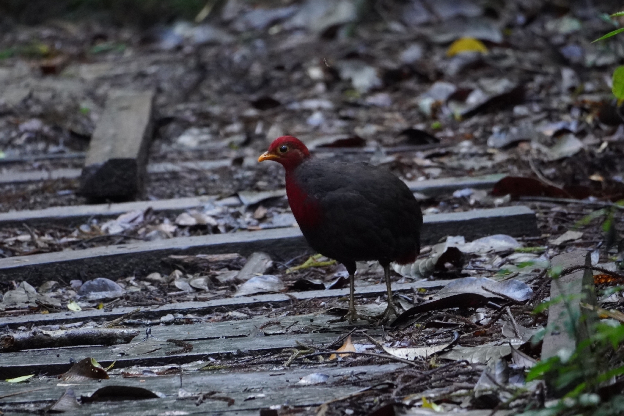 Crimson-headed Partridge (Haematortyx sanguiniceps), photo 1