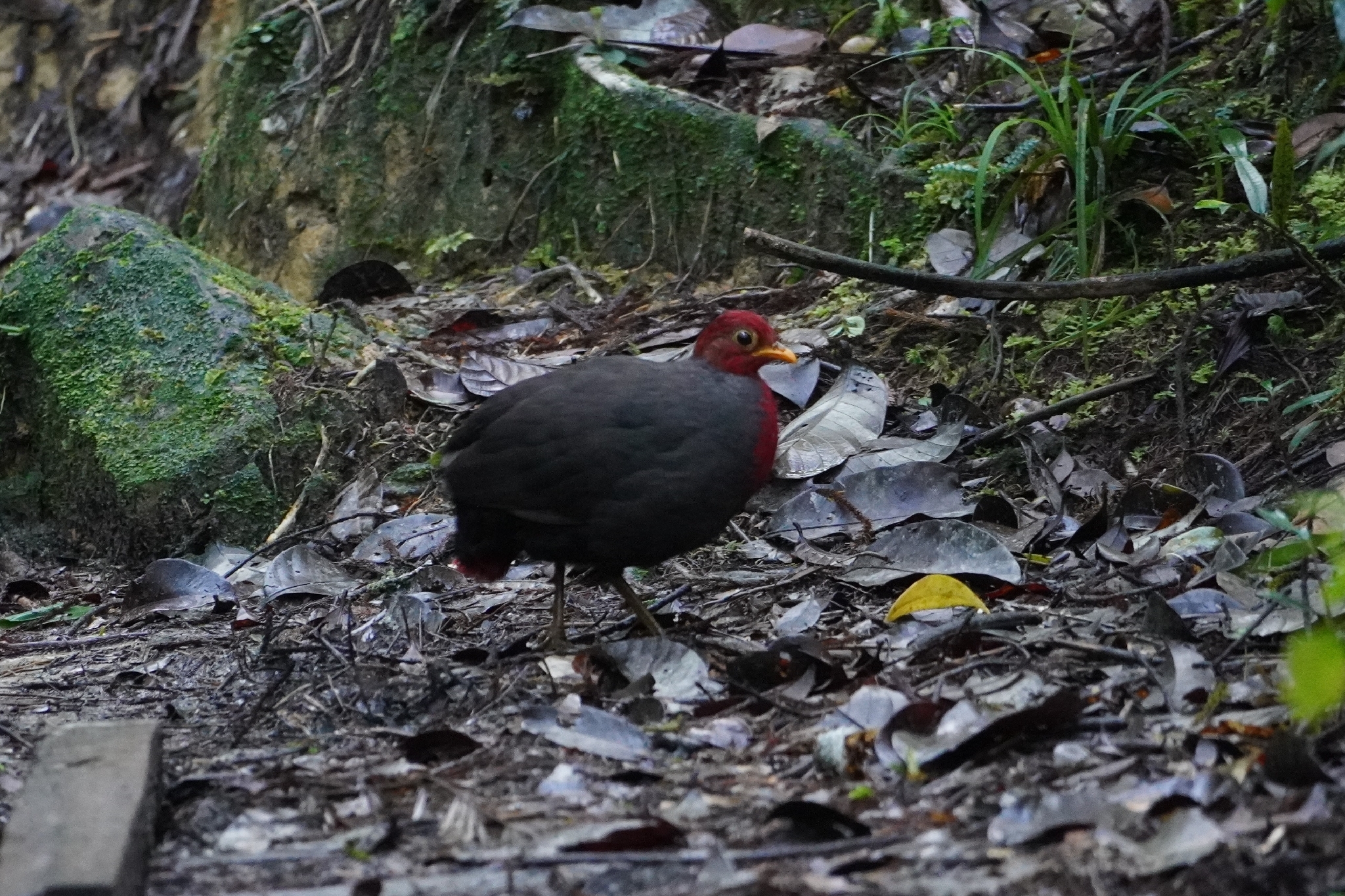 Crimson-headed Partridge (Haematortyx sanguiniceps), photo 2