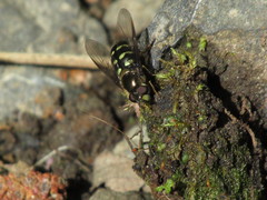 Dasysyrphus intrudens