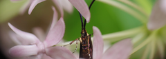 Adela caeruleella