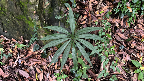 Arisaema formosanum observed 2026-06-25