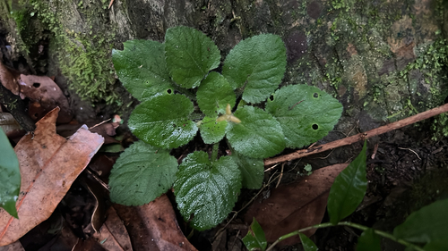 Viola diffusa, 2026-06-25