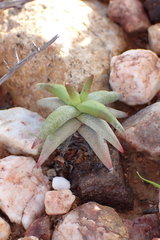 Crassula congesta