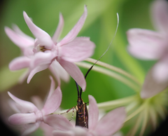 Adela caeruleella