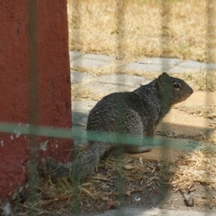 Otospermophilus variegatus