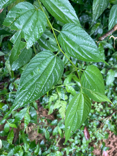 Trema cannabina observed 2026-06-25