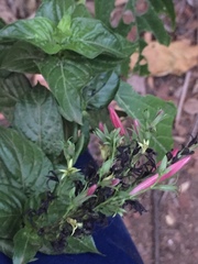 Russelia equisetiformis