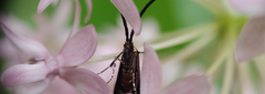 Adela caeruleella