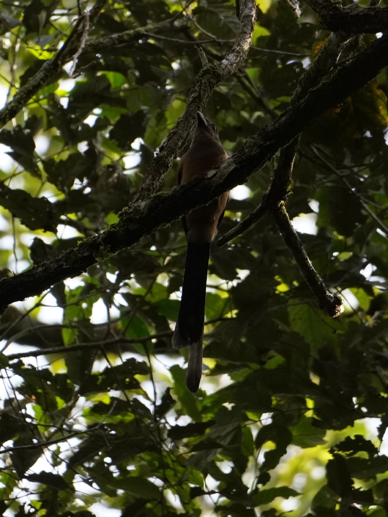 Bornean Treepie (Dendrocitta cinerascens), photo 4