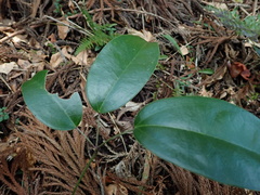 Stauntonia hexaphylla