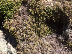 Selaginella wallacei