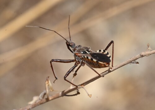 Rhynocoris erythropus