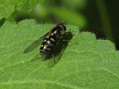 Dasysyrphus intrudens