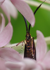 Adela caeruleella
