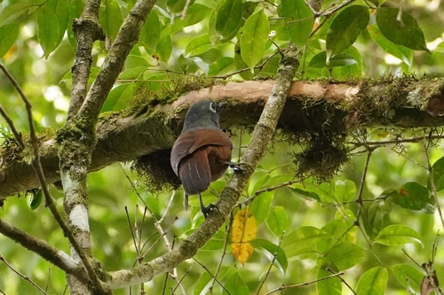 Sunda Laughingthrush (Garrulax palliatus), photo 3