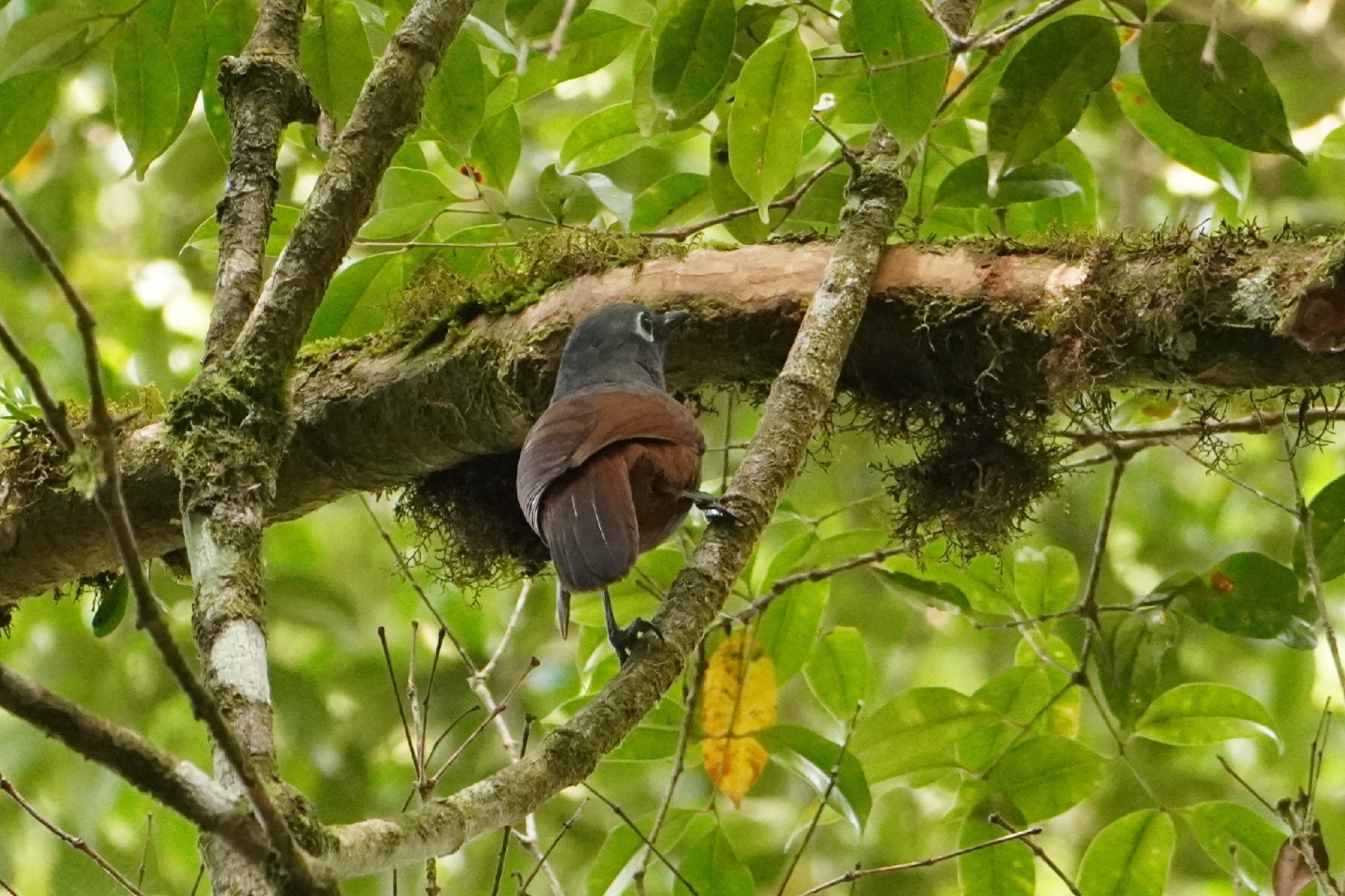 Sunda Laughingthrush (Garrulax palliatus), photo 3