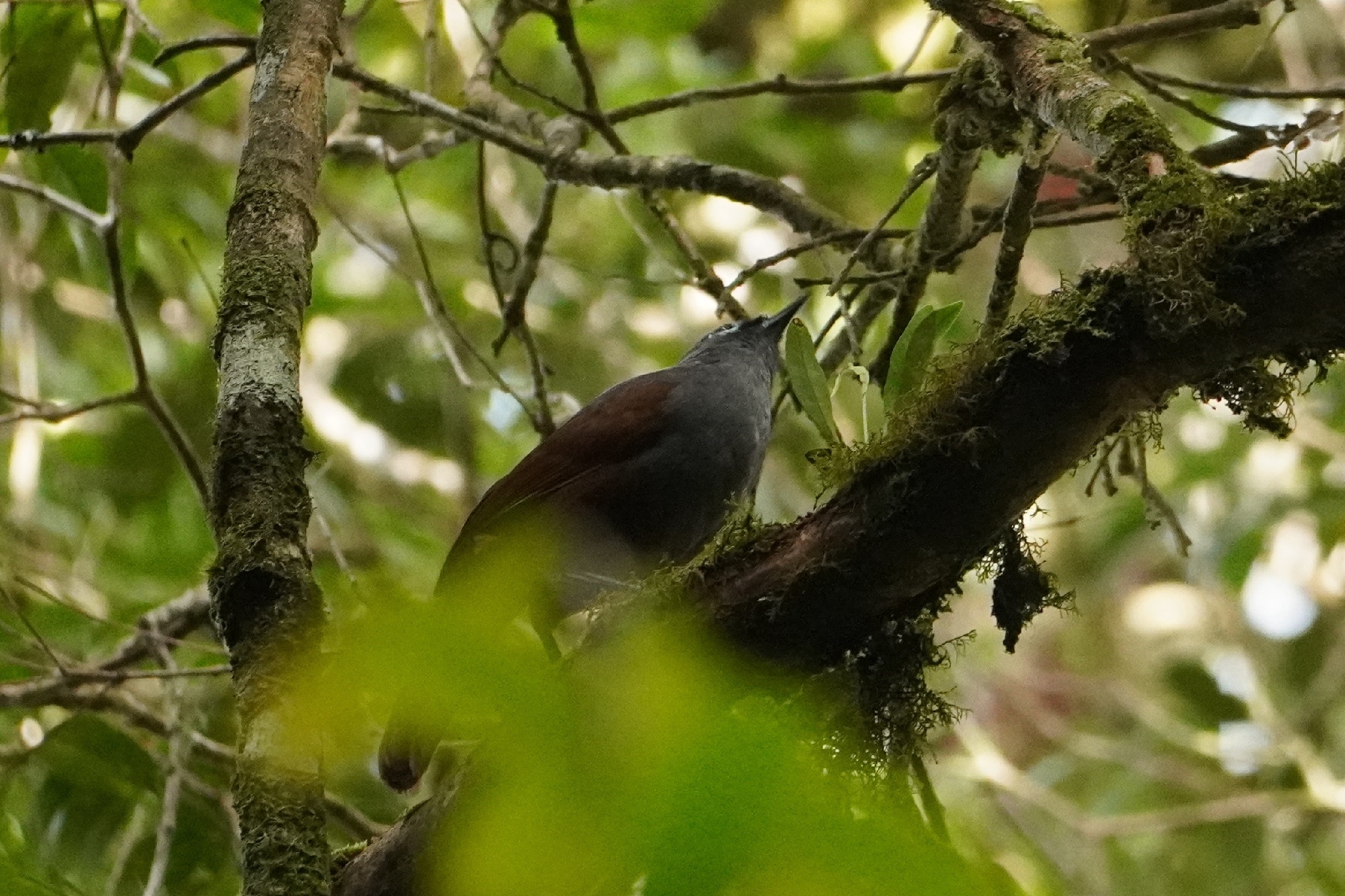 Sunda Laughingthrush (Garrulax palliatus), photo 4