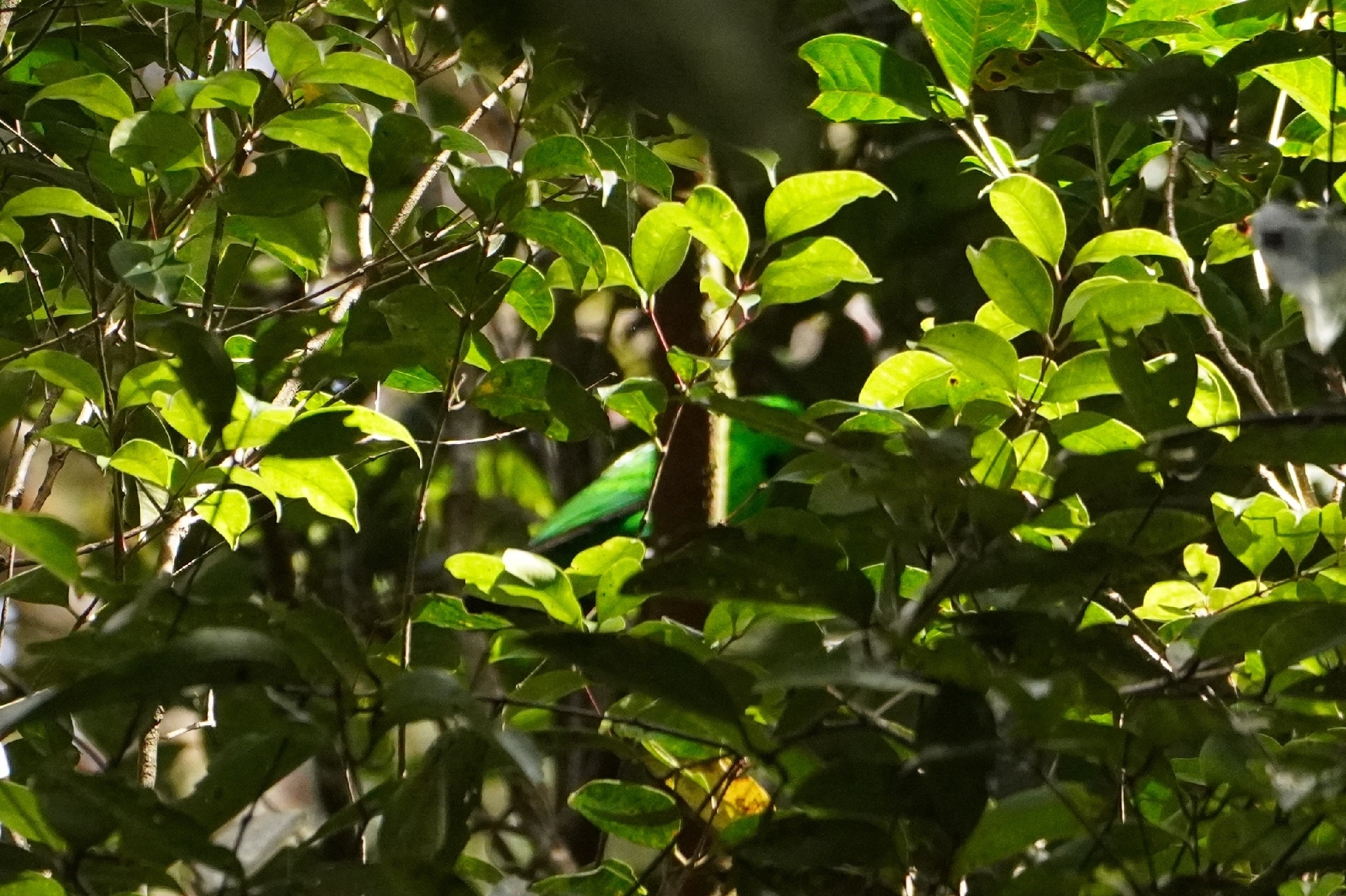 Whitehead's Broadbill (Calyptomena whiteheadi), photo 3
