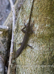 Anolis viridius