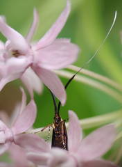 Adela caeruleella