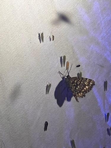 Latticed Heath