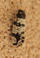 Ardiosteres moretonella