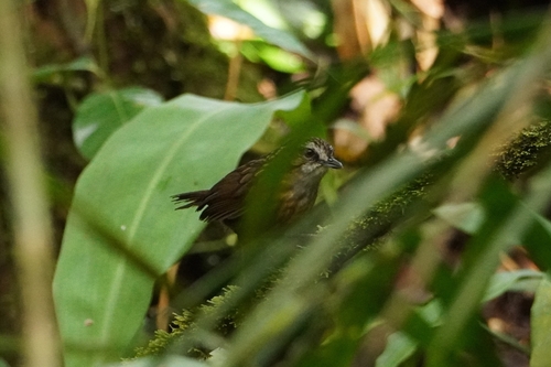 Mountain Wren-Babbler (Gypsophila crassa), photo 8