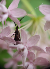 Adela caeruleella