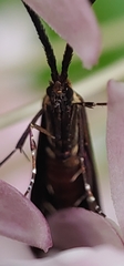 Adela caeruleella