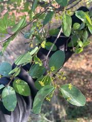 Phyllogeiton zeyheri, photograph (c) Justin Ponder, some rights reserved (CC BY)