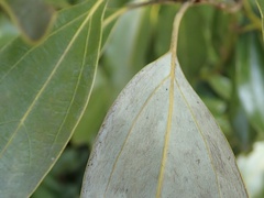 Neolitsea sericea