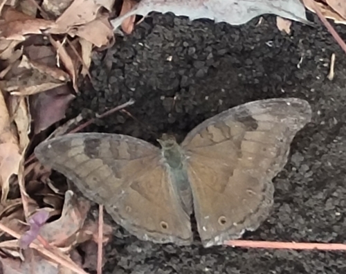Chocolate Pansy