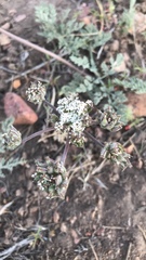 Lomatium nevadense