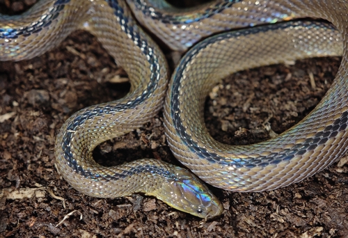 Huang's odd-scaled snake