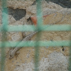 Sceloporus grammicus