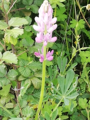 Lupinus hispanicus