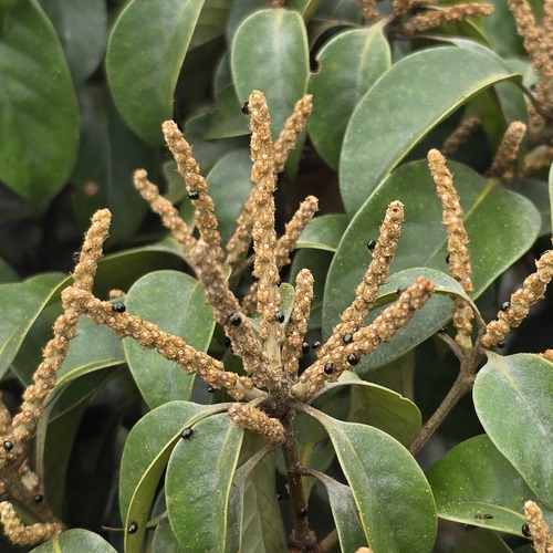 Lithocarpus litseifolius observed 2026-06-23