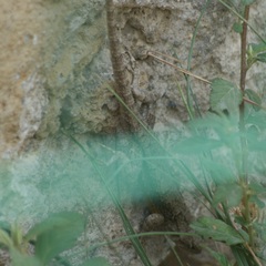 Sceloporus grammicus