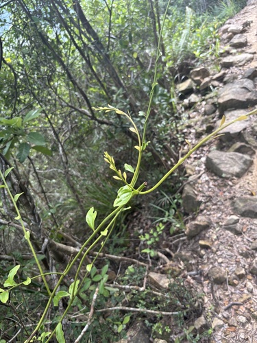 Dendrotrophe observed 2026-06-24