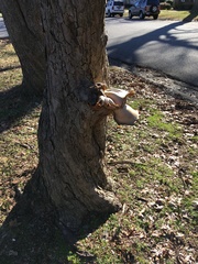 Fungi