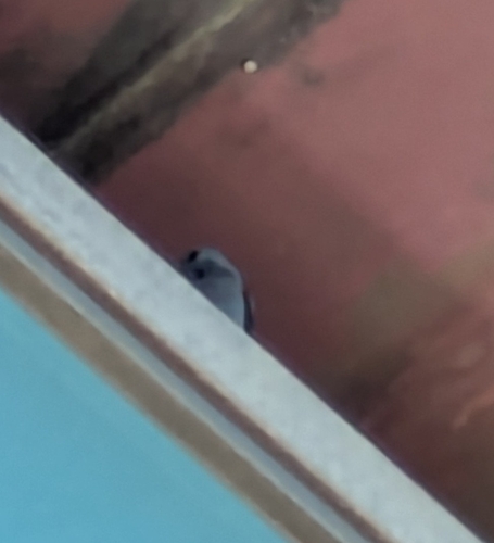 Blue Rock-Thrush