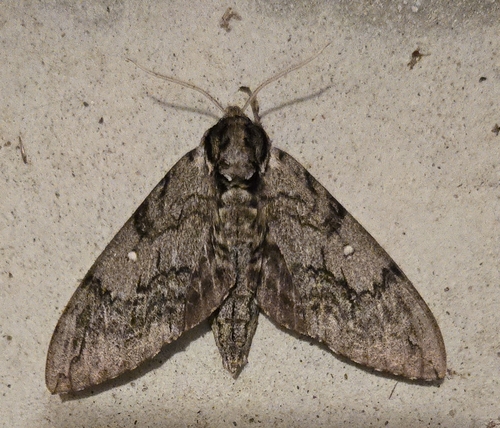 Waved Sphinx