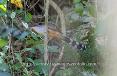 Coccyzus longirostris