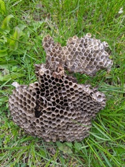 Dolichovespula maculata