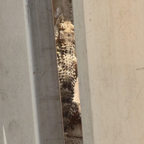 Moorish Gecko
