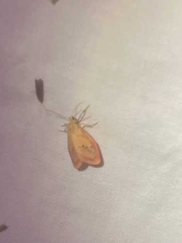 Rosy Footman