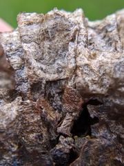 Dolichovespula maculata