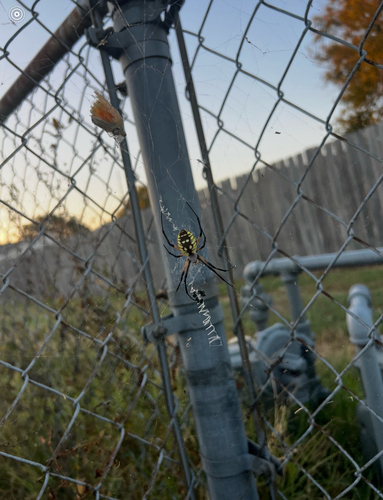 Yellow Garden Spider