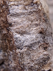 Dolichovespula maculata