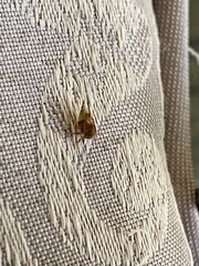 Smiliini